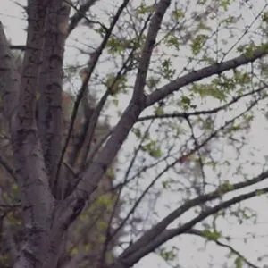 Delilah Blue Profile Thumbnail