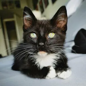 Fosterkittendad OnlyFans Leaked Free Thumbnail Picture - #289ShGyXb4