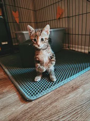 Fosterkittendad Thumbnail Picture