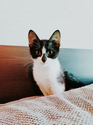 Fosterkittendad OnlyFans Leaked Free Thumbnail Picture - #mrmORpUag6