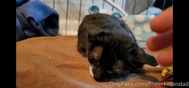 Fosterkittendad OnlyFans Leaked Free Thumbnail Picture - #oTYdFSgnKN