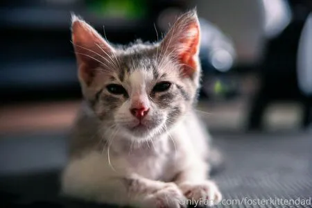 Fosterkittendad OnlyFans Leaked Free Thumbnail Picture - #p2exu1thc1