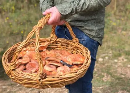 Magicmushroom Thumbnail Picture