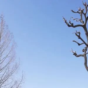 Mahiro Tadai Thumbnail Picture