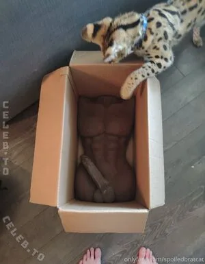 Spoiledbratcat OnlyFans Leaked Free Thumbnail Picture - #AXl8hf2RsG